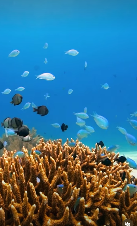 snorkeling fish